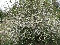 Nivalis White Flowering Quince / Chaenomeles speciosa 